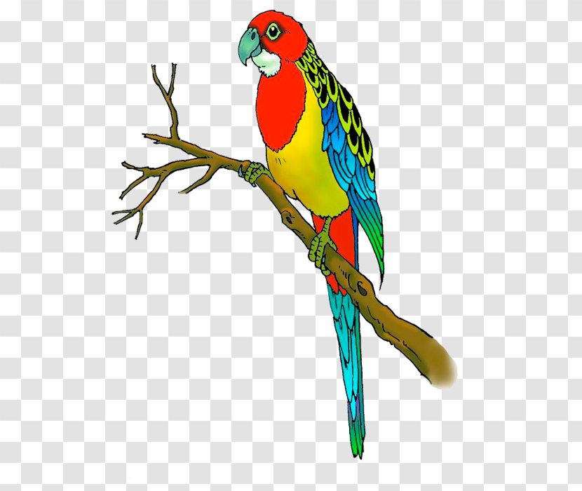 Budgerigar Lovebird Parrot Macaw - Hand Colored Transparent PNG