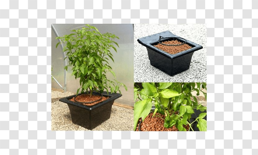 Flowerpot Garden Houseplant Cdiscount Crop - Rectangle - Smena Transparent PNG