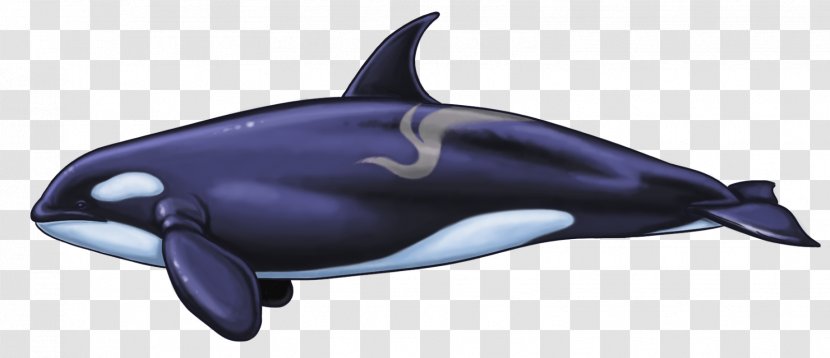 Common Bottlenose Dolphin Whale White-beaked Short-beaked Tucuxi - Cetacea - Killer Transparent PNG