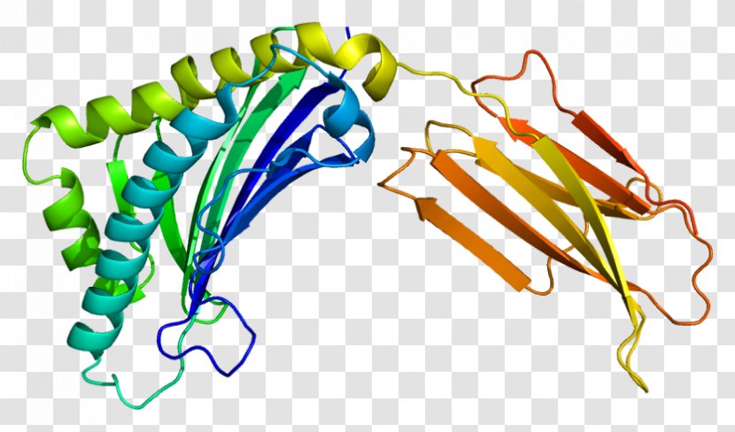AZGP1 Gene Protein Smoking Wikipedia - Agouti - Lipolysis Transparent PNG