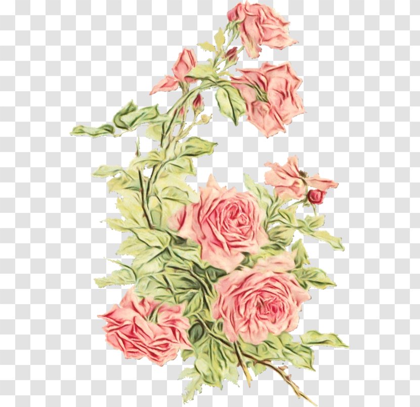 Flower Clip Art Rose Image - Rosa Wichuraiana - Botany Transparent PNG