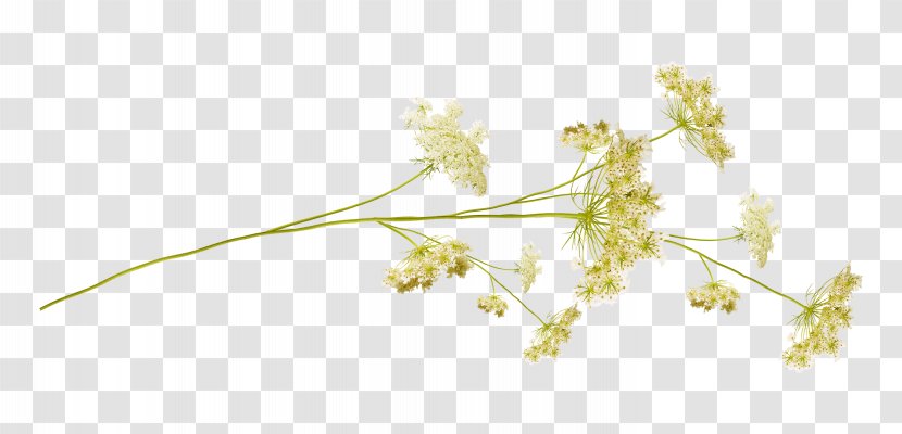 Twig Desktop Wallpaper Plant Stem Grasses Leaf Transparent PNG