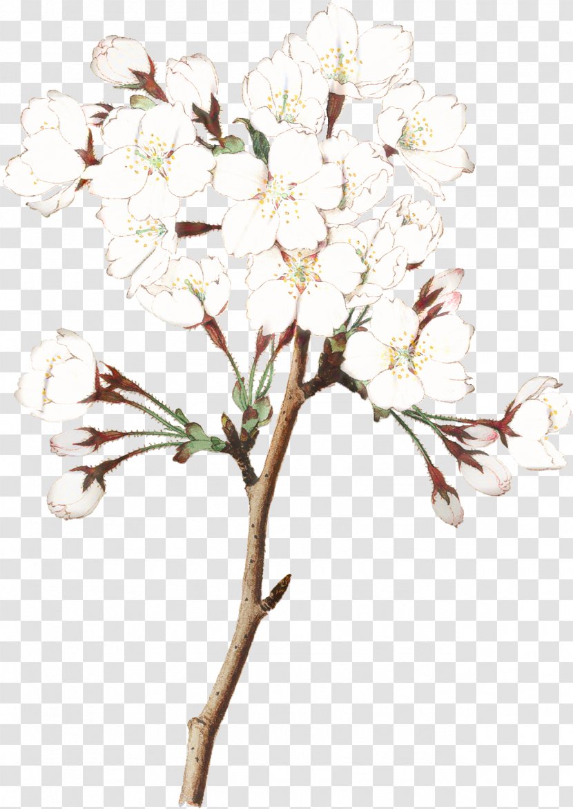 Cherry Blossom Tree - Geranium - Magnolia Transparent PNG