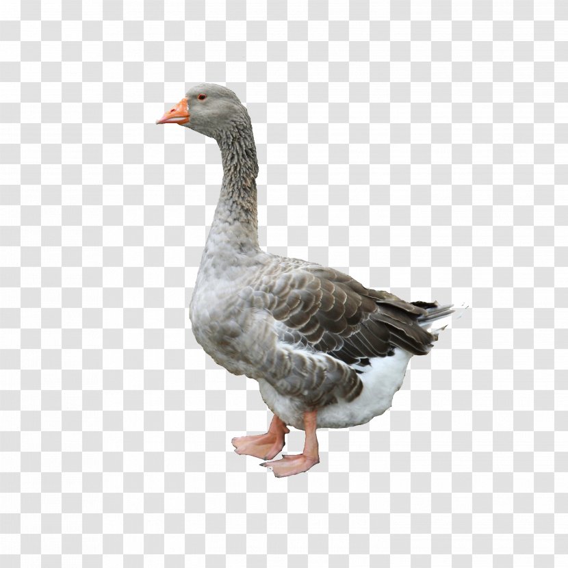 Domestic Goose Duck Chicken Poultry - Foie Gras Transparent PNG