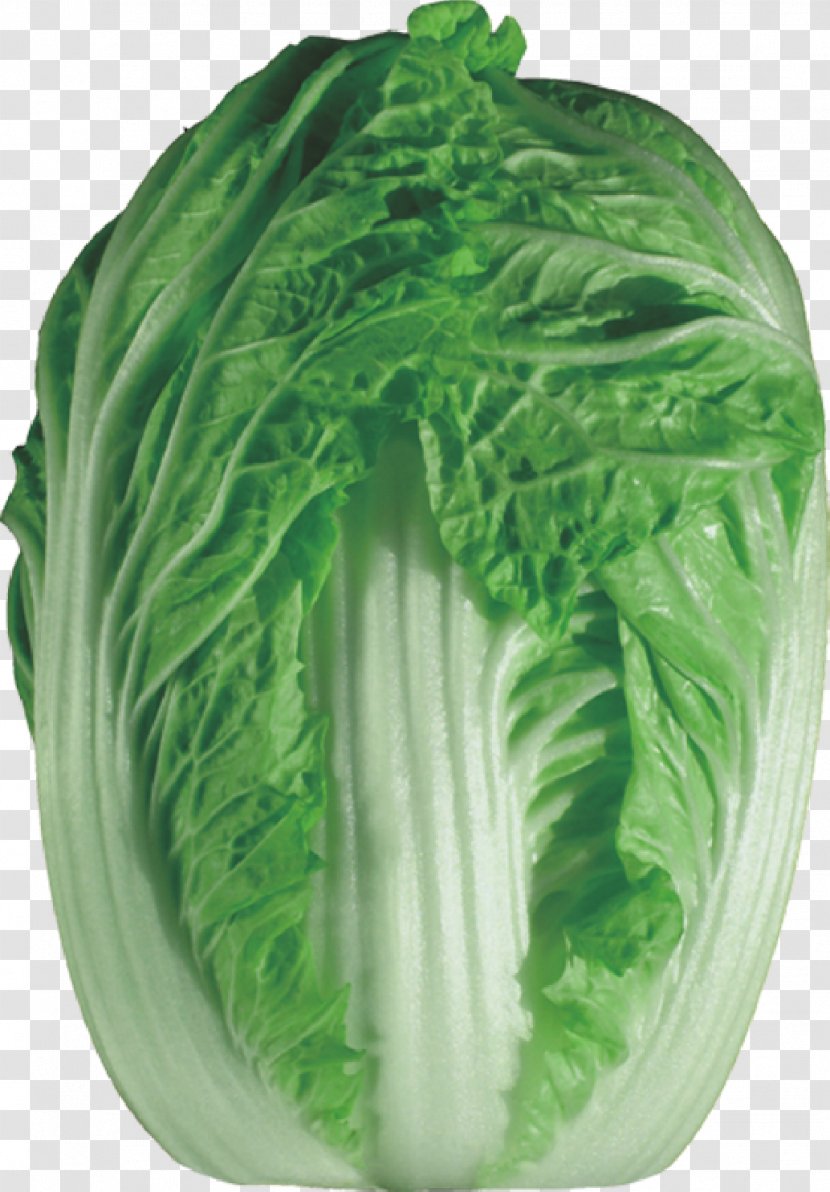 Napa Cabbage Chinese Vegetable Bok Choy - Chard Transparent PNG