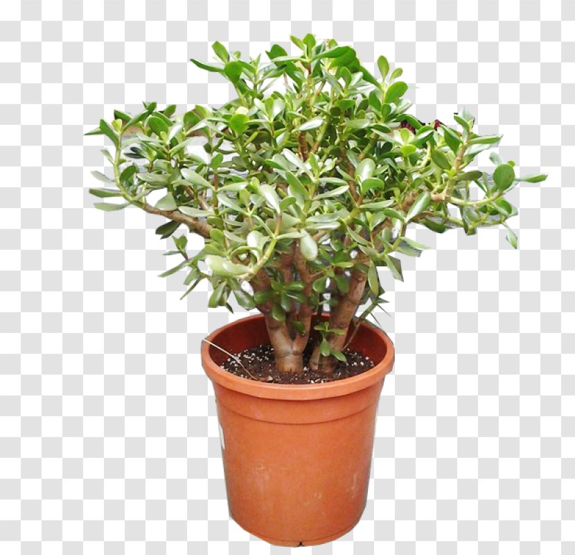 Flower Flowerpot Plant Flowering Tree - Herb Jade Transparent PNG