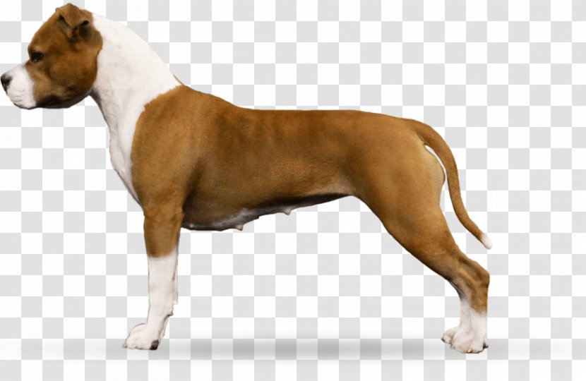 American Staffordshire Terrier Pit Bull Dog Breed - Parastone Bv - Puppy Transparent PNG