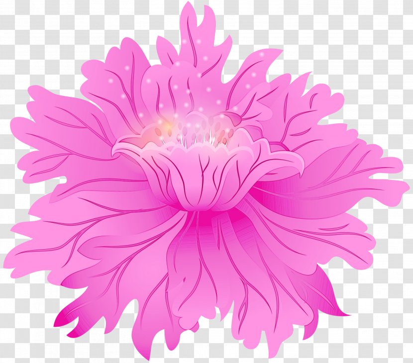 Pink Flower Petal China Aster Plant - Cut Flowers - Flowering Transparent PNG
