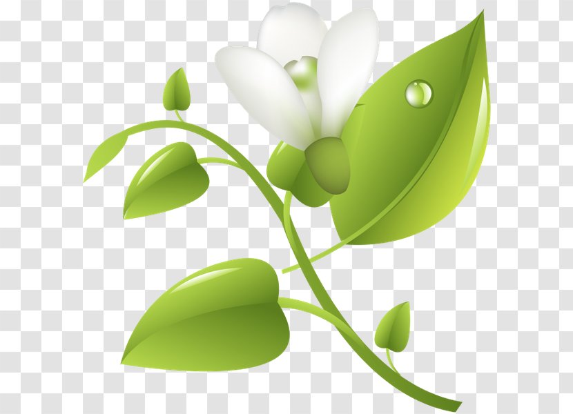 Leaf Desktop Wallpaper Plant Stem Graphics Product Design Transparent PNG