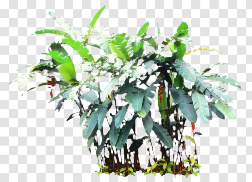 Tree Leaf - Plant - Vascular Herb Transparent PNG