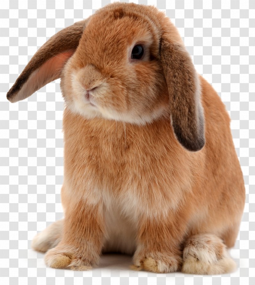 Lionhead Rabbit Djungarian Hamster Roborovski Ferret - Pet Shop - Bunny Transparent PNG