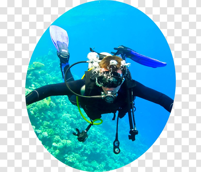 Scuba Diving Underwater Photography Open Water Diver - Marine Biology Transparent PNG