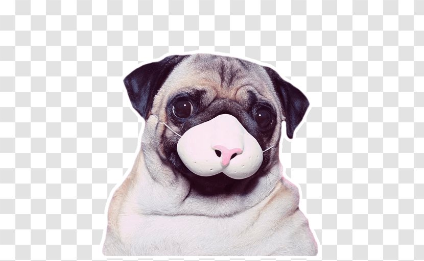 Pug Toy Bulldog Puppy Dog Breed French - Love Transparent PNG