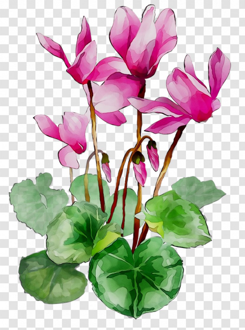 Cyclamen Floral Design Cut Flowers Plant Stem - Petal Transparent PNG