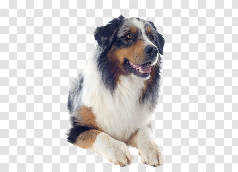 Australian Shepherd Dog Breed Miniature American English German - Group Transparent PNG