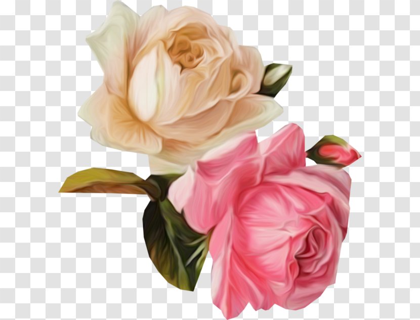 Garden Roses Cut Flowers Floral Design Cabbage Rose - Plant - Flower Transparent PNG