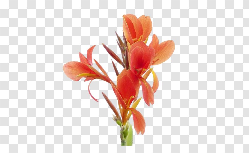 Canna Indica Flower Petal Stamen Plant Stem - Arranging - Cannabis Pictures Transparent PNG