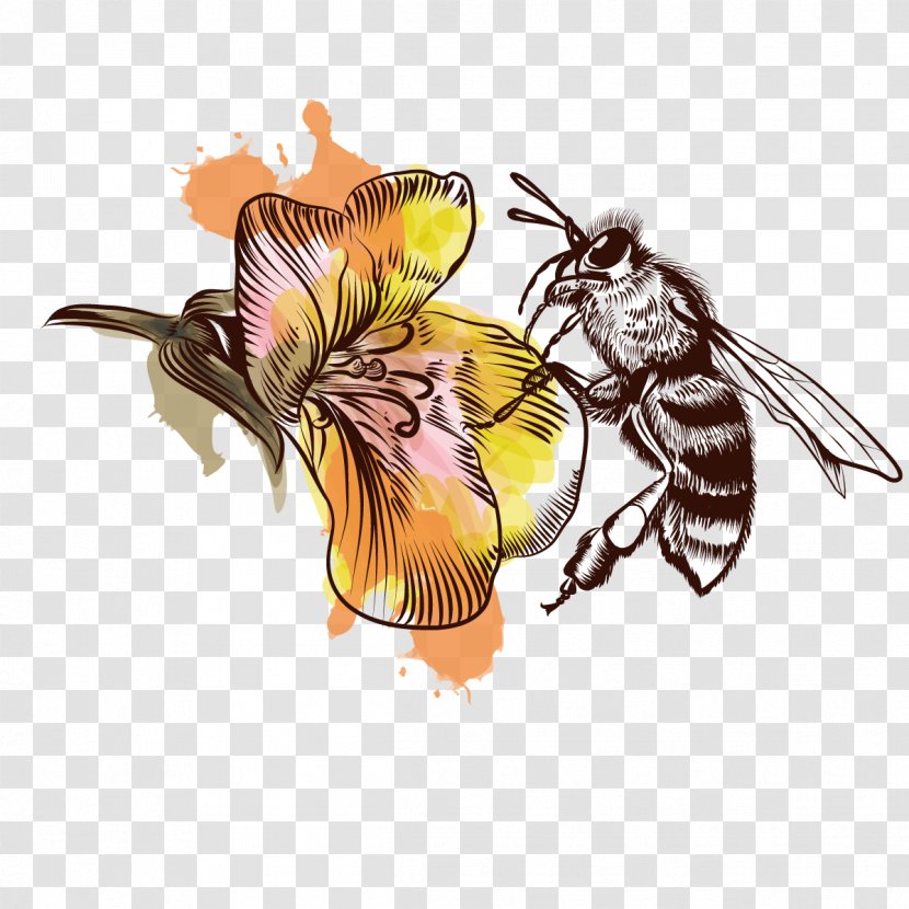 Honey Bee Illustration - Honeycomb - Vector Bees Transparent PNG