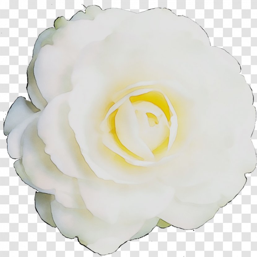Garden Roses Cabbage Rose Gardenia Petal Cut Flowers - White - Peony Transparent PNG