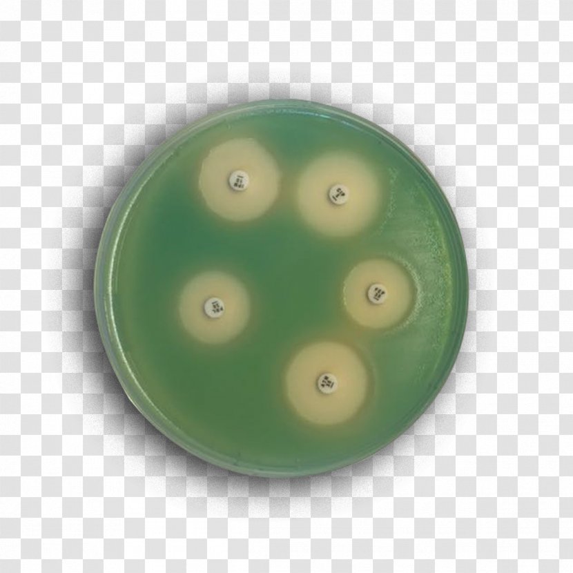 Mueller-Hinton Agar Mannitol Salt Plate Microbiology - Growth Medium - Blood Transparent PNG