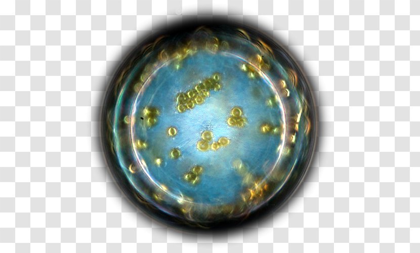 Plankton Organism Biologist Bioluminescence Diatom - Meaning - Ocean Current Transparent PNG
