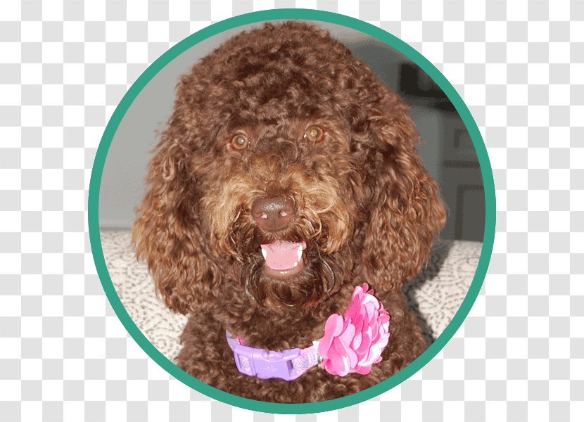 Miniature Poodle Irish Water Spaniel Barbet Dog Lagotto Romagnolo American - Spanish - Snout Transparent PNG