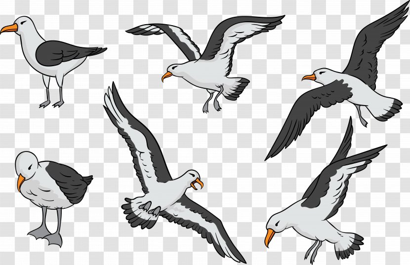 Bird Penguin Albatross - Beak - Collection Transparent PNG