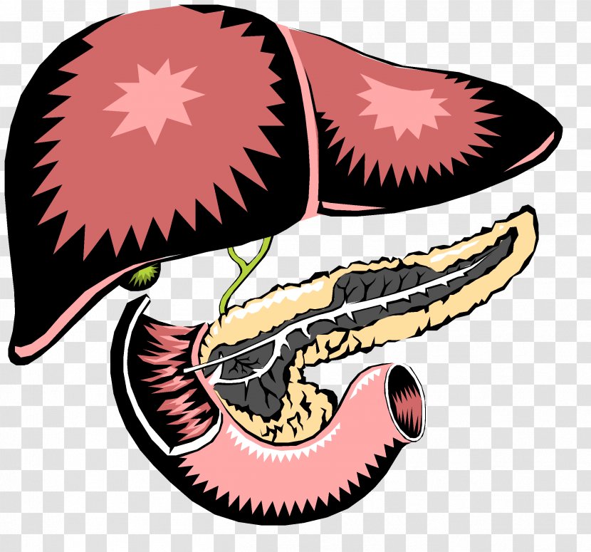 Pancreas Liver Digestion Gallbladder Small Intestine - Flower - Inflammation Transparent PNG