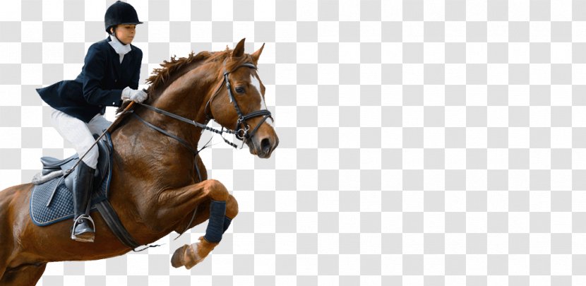 Horse Equestrian Show Jumping Image Dressage - Stock Photography Transparent PNG