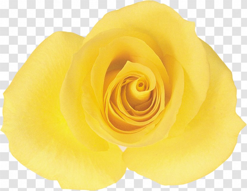 Garden Roses Cut Flowers Rosaceae - Rose - Yellow Transparent PNG