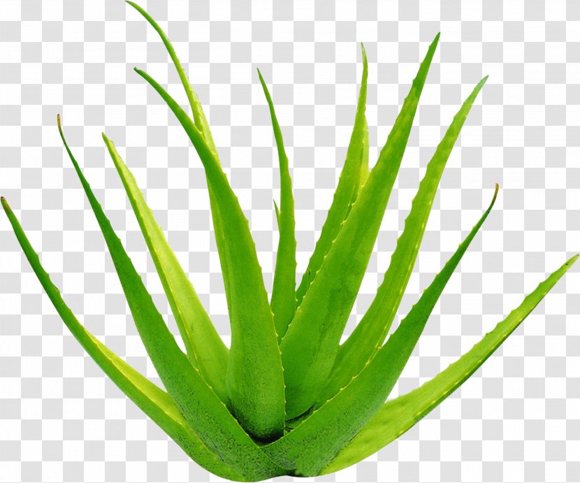 Aloe Vera Leaf Gel Formaldehyde - Burn Transparent PNG