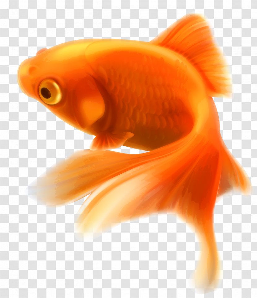 Goldfish Aquarium Tropical Fish - Animal Transparent PNG