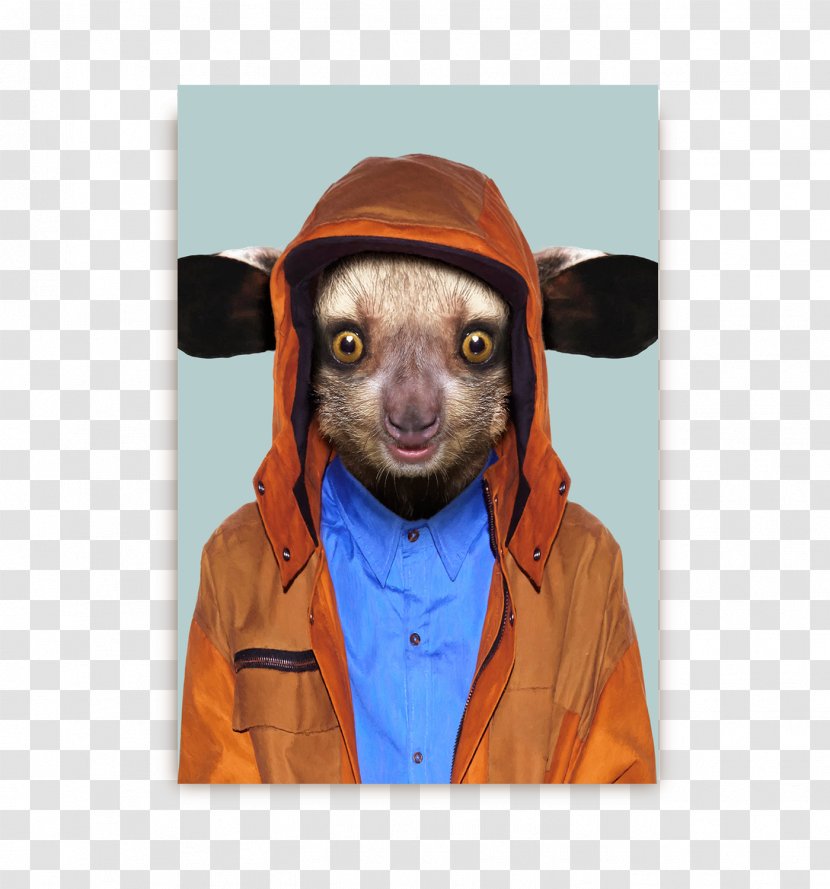 Aye-aye Lemur Zoo Portraits Dog Animal Transparent PNG