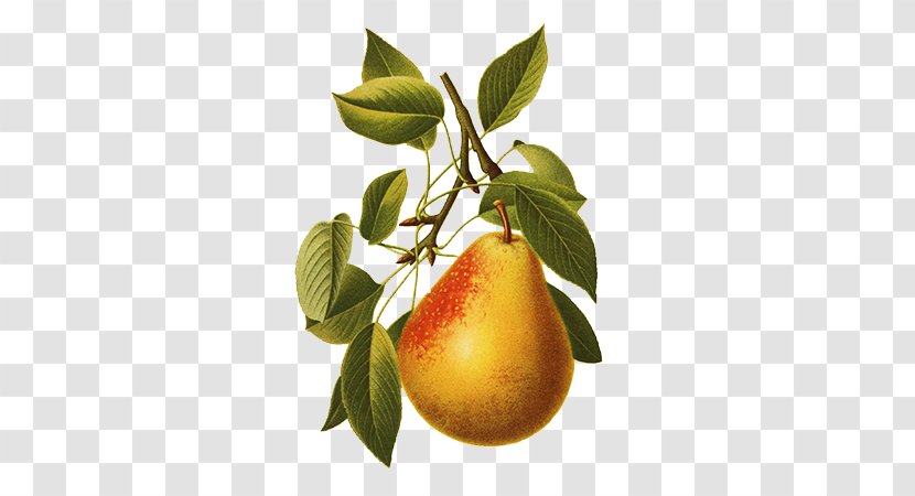 Williams Pear Asian Fruit Illustration - European - Hand-painted Picture Sydney Transparent PNG