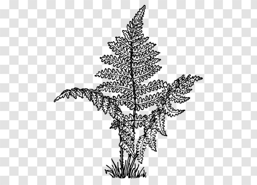 Where The Red Fern Grows Coloring Book Clip Art - Christmas Tree Transparent PNG