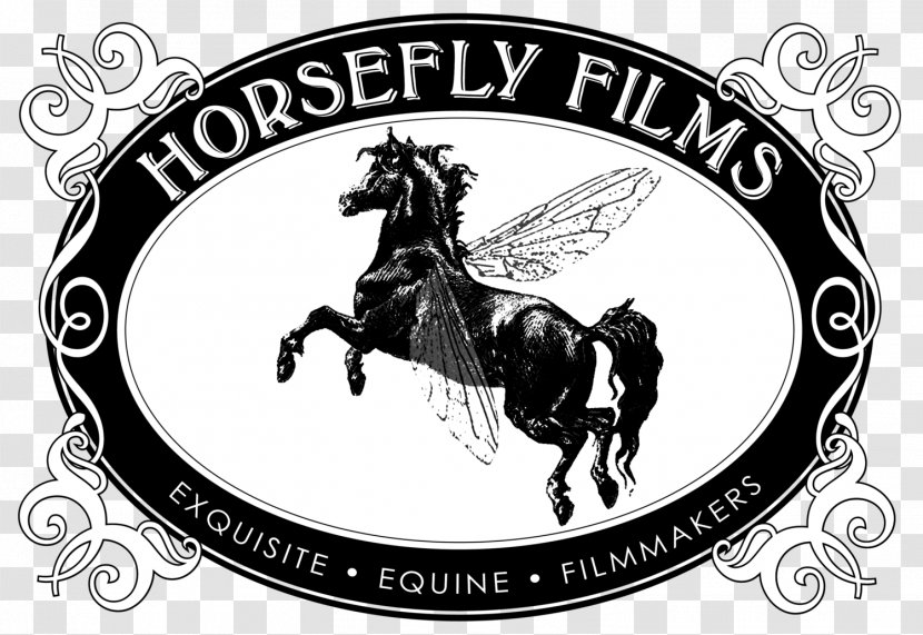 Camarillo White Horse EQUUS Film Festival Director - Supplies - Scottsdale Arabian Show Transparent PNG