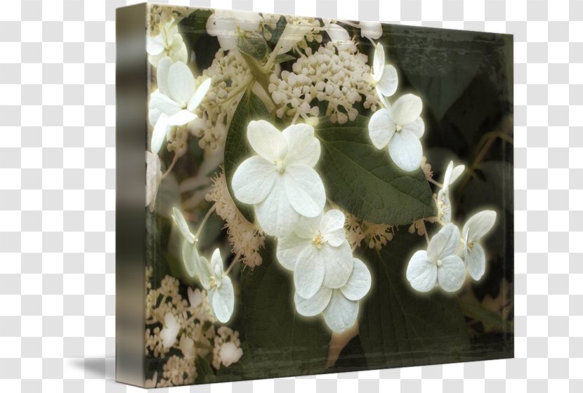 Flowering Plant - Blossom - Hydrangea Frame Transparent PNG