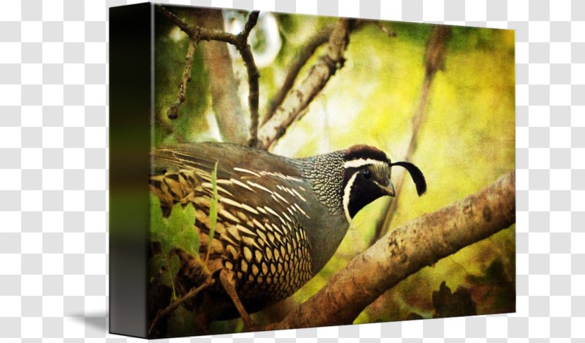 Beak Quail California Gallery Wrap Canvas Transparent PNG