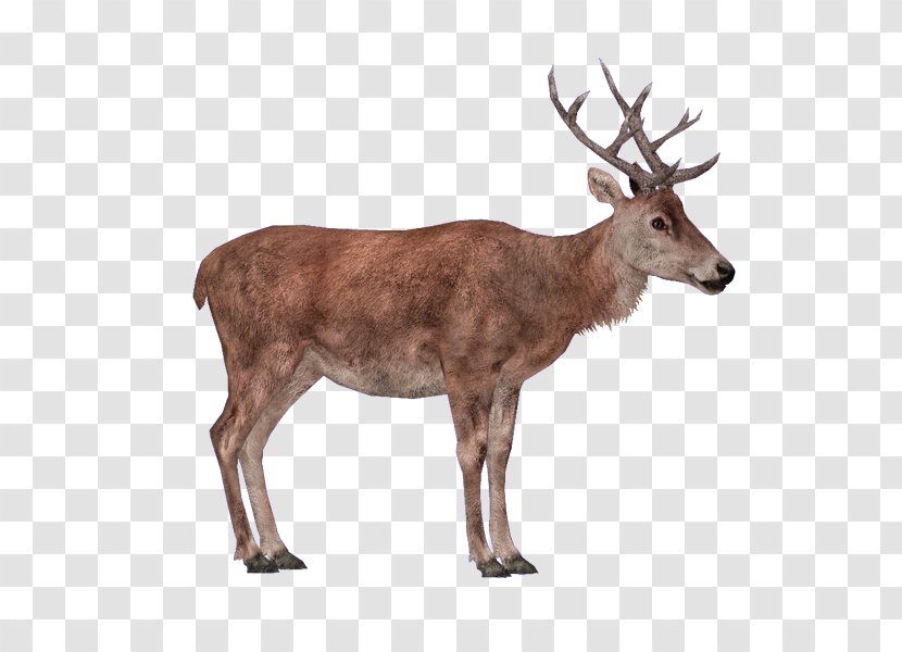 Zoo Tycoon 2 Reindeer Red Deer Elk - Musk Transparent PNG