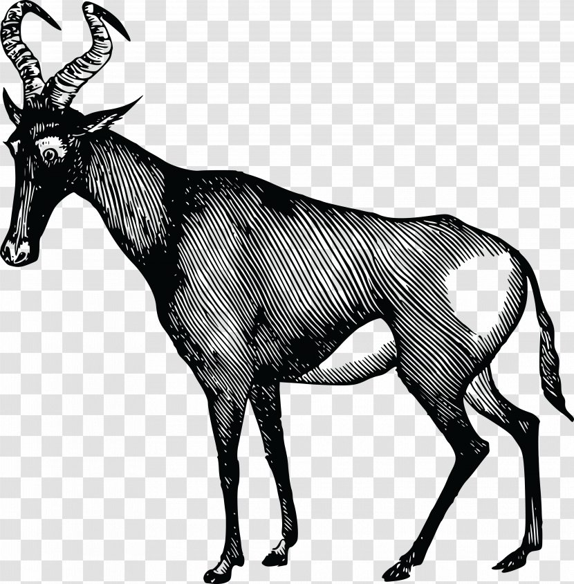 African Antelope Deer Clip Art - Wildlife Transparent PNG