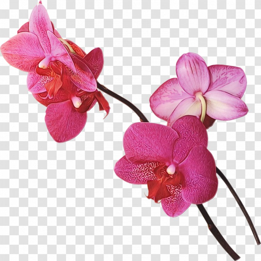 Flower Flowering Plant Moth Orchid Petal Pink - Cut Flowers Transparent PNG
