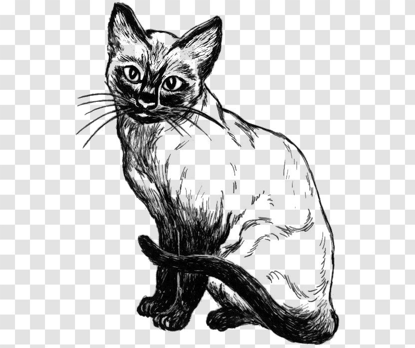 Siamese Cat Kitten Drawing Line Art Clip - Sketch Transparent PNG