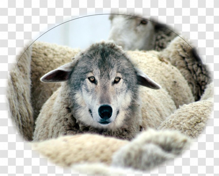 Wolf In Sheep's Clothing Goat Milk Gray - Sheep - Grow Old Together Transparent PNG