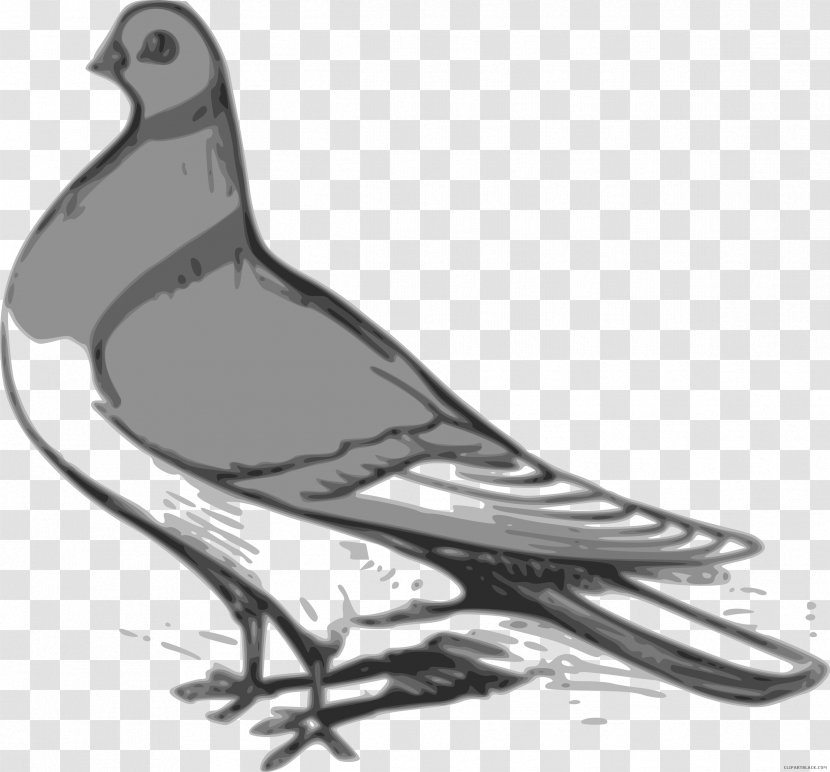 Clip Art Vector Graphics Illustration Image - Beak - Nicobar Pigeon Transparent PNG