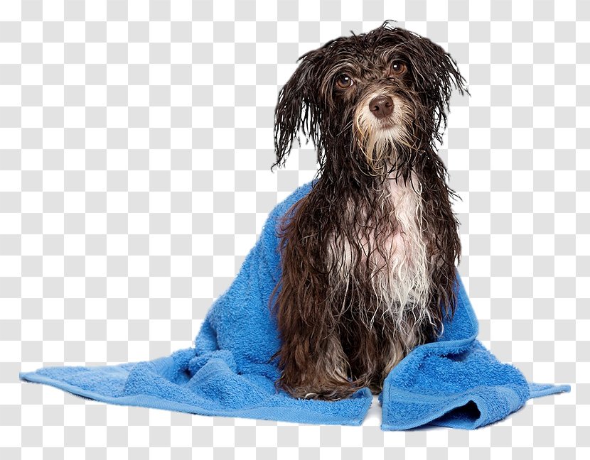 Havanese Dog Puppy Pet Sitting Daycare Grooming - Food Transparent PNG