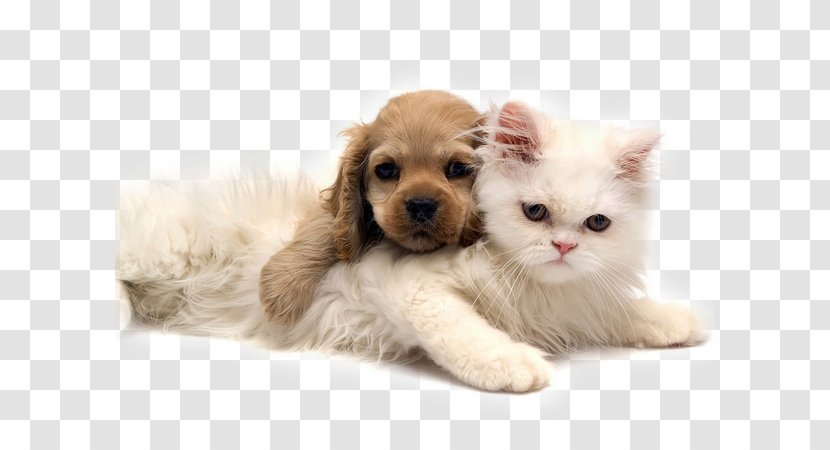 Dog Kitten Puppy Pet Sitting Norwegian Forest Cat - Whiskers Transparent PNG