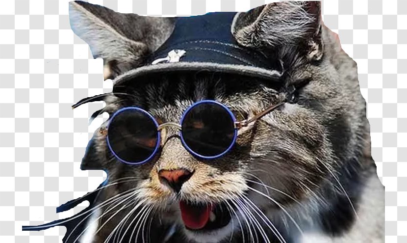 Sunglasses Cat Whiskers Animal - Snout - Glasses Transparent PNG