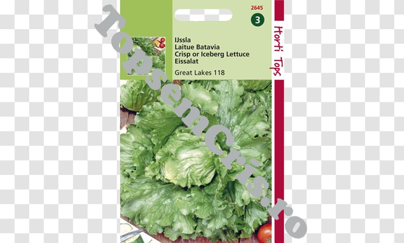 Romaine Lettuce Iceberg Spring Greens Leaf Vegetable Herb - Lactuca - Salata Transparent PNG