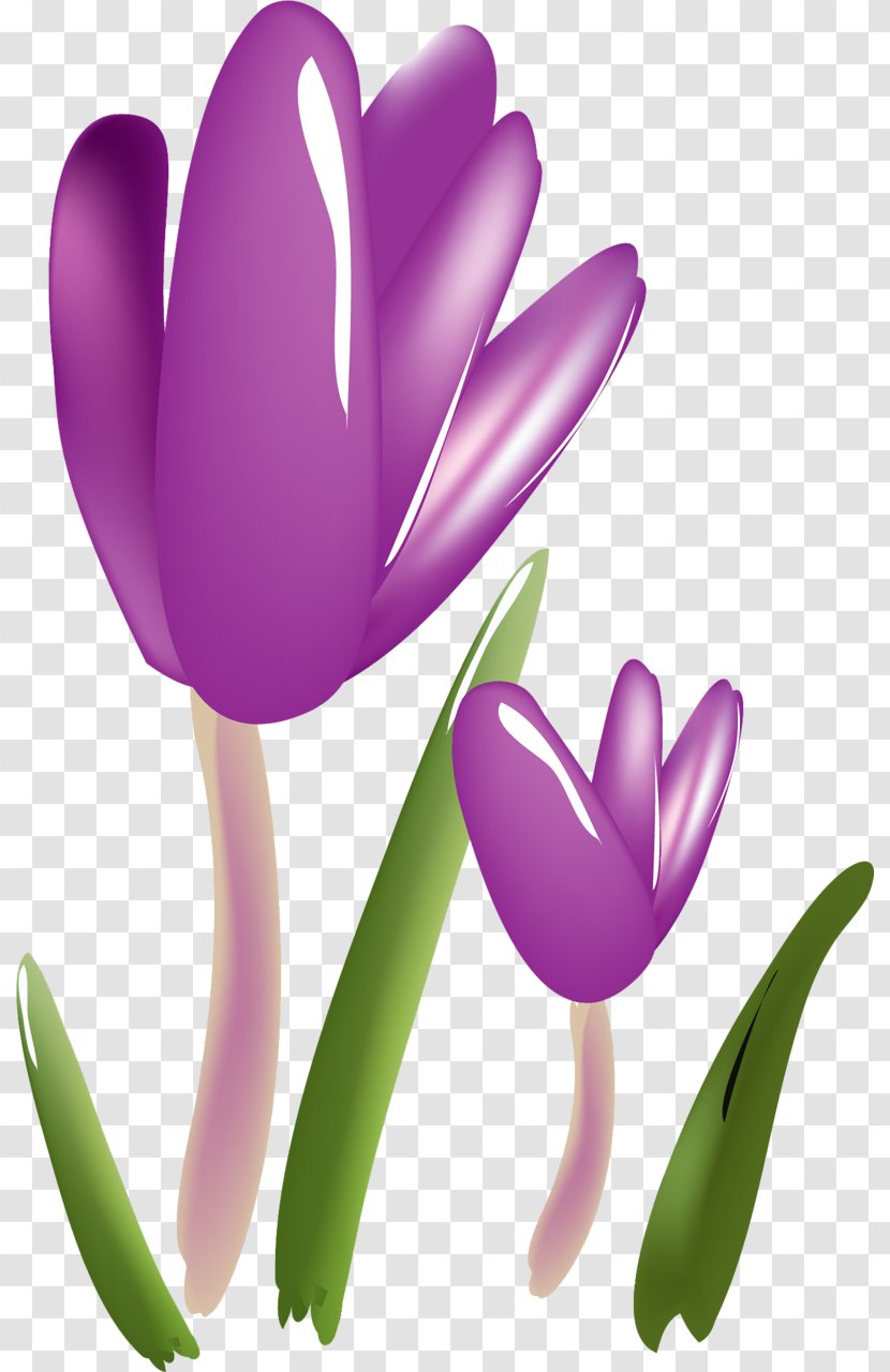 Flower Crocus Plant Saffron Tulip - Petal Transparent PNG