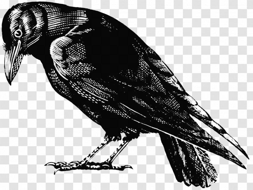 American Crow Bird Clip Art - Perched Raven Overlay Transparent PNG